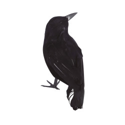 Corbeau Noir 17cm