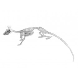 Décoration Halloween Squellette de Rat en Plastique